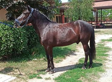 Doppiopony salto ostacoli