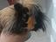 Immagine 2