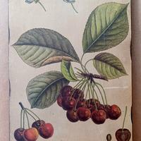 Quadro Botanico Vintage su Legno – "Cerise-Guigne"