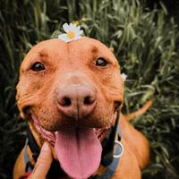 Ginger Cagnolina Dolcissima Adozione del Cuore Pit