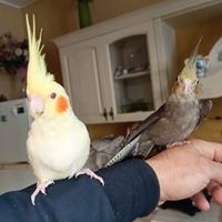 Calopsite allevati a mano