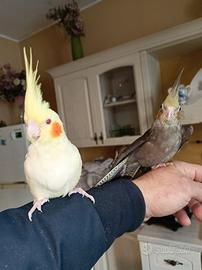 Calopsite allevati a mano