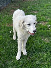 Sto donando 2 cani da pastore 3 mesi vecchi