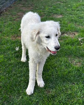 Sto donando 2 cani da pastore 3 mesi vecchi