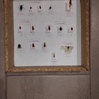 Scatola entomologica cassetta insetti spillati