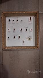 Scatola entomologica cassetta insetti spillati