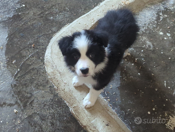 Femminucce border collie