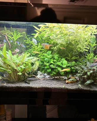 Acquario + mobile