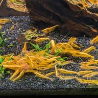 Neocaridina davidii 'yellow Fire Neon' selezionate