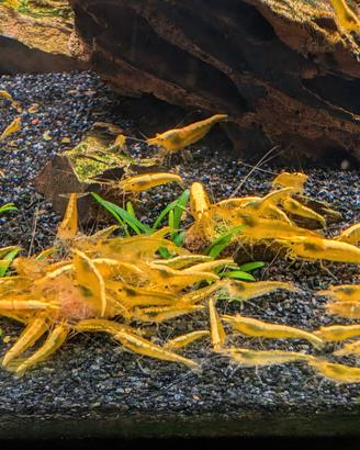 Neocaridina davidii 'yellow Fire Neon' selezionate
