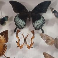 Meravigliose farfalle 