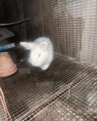 Coniglietto nano maschio bianco