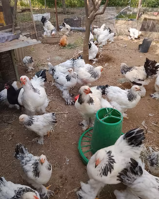 brahma 