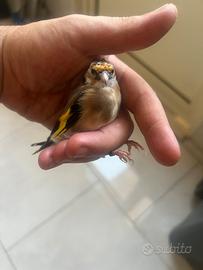 Cardellino Gola bianca