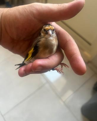 Cardellino Gola bianca