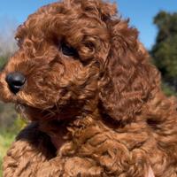Barboncino Toy Red