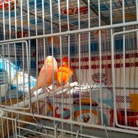 Canarini coppia