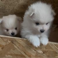 Spitz tedeschi originali ( volpino nano )