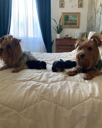 cuccioli dí Yorkshire