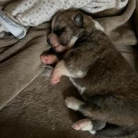 Cuccioli di Akita inu con pedigree enci