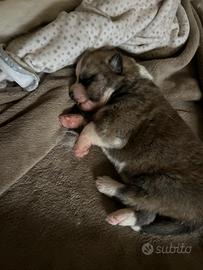 Cuccioli di Akita inu con pedigree enci