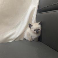 Cucciola siamese thai