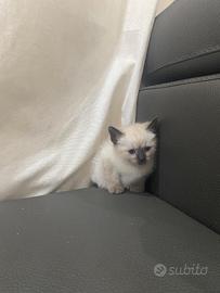 Cucciola siamese thai