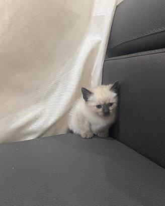 Cucciola siamese thai