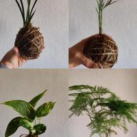 kokedama 
