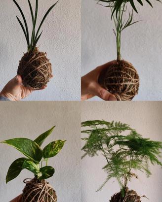 kokedama 