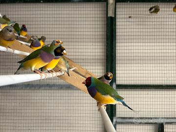 Diamanti di Gould varie mutazioni