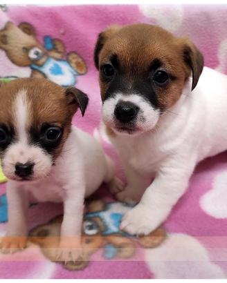Cuccioli di JACK RUSSEL TERRIER