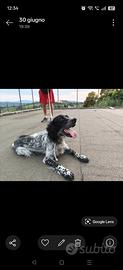 setter inglese