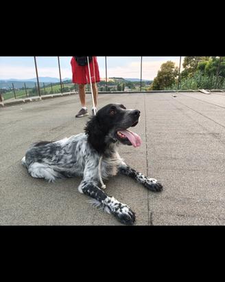 setter inglese