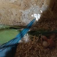 Pulli di parrocchetto dal collare