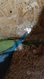 Pulli di parrocchetto dal collare