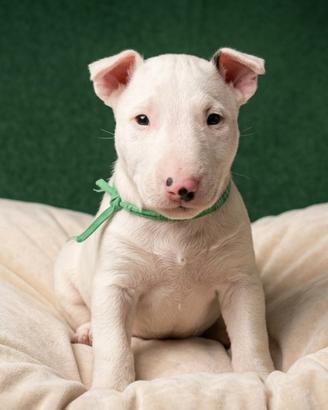 Cuccioli Bull Terrier Miniature
