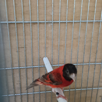 Cardinalino topazio 2025