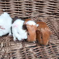 Cavie peruviane /porcellini d'india