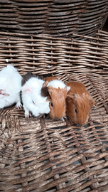 Cavie peruviane /porcellini d'india