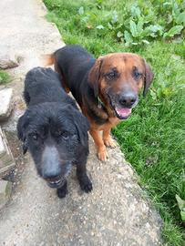 Due cani meticci di 7 anni, teneri ed affettuosi