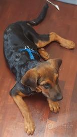 Cane gratuito
