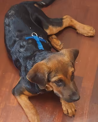 Cane gratuito