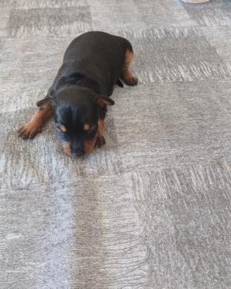 Cucciolotti pincher toy