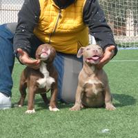 American Bully cuccioli sup er pr ezz o
