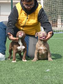 American Bully cuccioli sup er pr ezz o