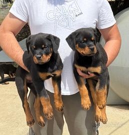 Cuccioli di Rottweiler