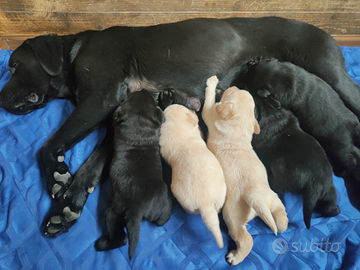 Cuccioli Labrador Retriever
