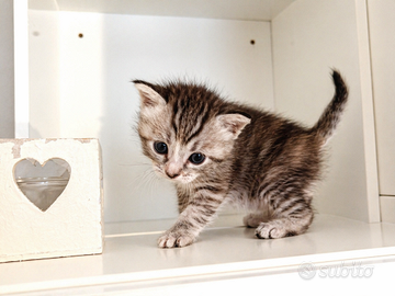 Gattina meticcia europea