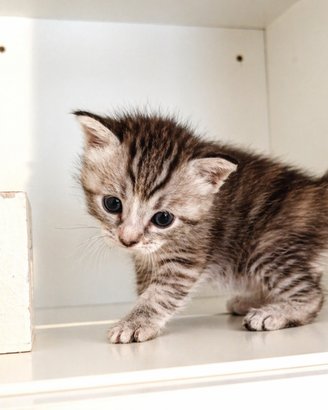 Gattina meticcia europea